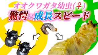 オオクワガタの幼虫(♀)を菌糸ビン2本目～3本目へ交換したらオス出てきたり成虫になっとった