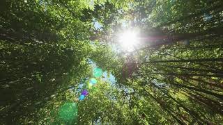Download Mp3 Rekaman video pepohonan hutan