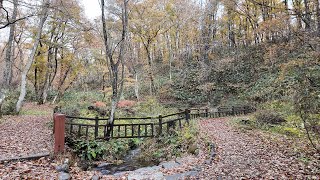 蒜山 塩釜の冷泉 紅葉 2024 11 29