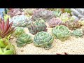 【多肉植物】野良猫対策花壇の植え替えの続き【succulent】