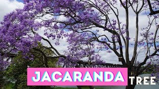 Jacaranda Tree Australia I The stunning purple flowering tree