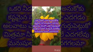 ఒకరి నీడలో ఎదగాలి అనుకో#trending #viralshorts #quotations#