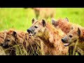 Wildlife 8k - Wonderful Wildlife Movie With Soothing Music (Colorfully Dynamic)