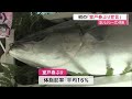 【高知】室戸が《春ぶり宣言》　脂が乗ったブランド魚、豊漁が続き初宣言 24 03 07 13 40