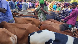 আমবাড়ী হাটে এতো গরু আসলো কোত্থেকে? চাহিদা সম্পন্ন ৪০ থেকে ৫০ হাজারের মধ্যে ষাঁড় | @২৯ সেপ্টেম্বর ২৩