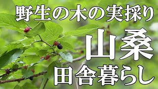 【桑の実採り】野生の桑の実(山桑)を見つけ食べてみる。休日はバーベキューでのんびり過ごす里山暮らしの日々｜村暮らし｜移住｜料理【標高800mの田舎暮らし】