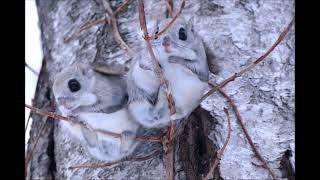 二匹のエゾモモンガ（Ezo flying squirrel）