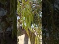 khejri tree fruit i desert naturewonders organicvegetables