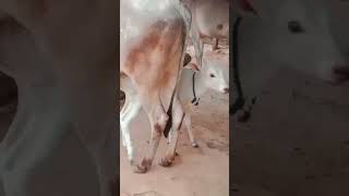 hallikar cow loves calf