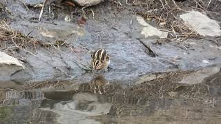 【利根運河の野鳥】タシギ Common Snipe （Ｈ30.1.5）①