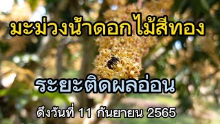 มะม่วงน้ำดอกไม้สีทอง อายุ 1 เดือน เริ่มติดผลอ่อนให้เห็นแล้ว | ดึงวันที่ 11 กันยายน 2565