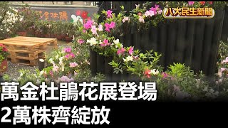 萬金杜鵑花展登場 2萬株齊綻放 |【民生八方事】| 2024022205 @gtvnews27