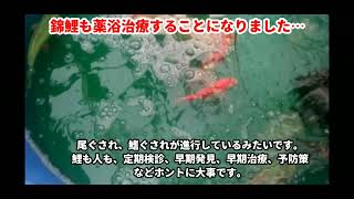 2022.4.25 大きい方の錦鯉を薬浴治療します…なんでも早期発見早期治療が１番です。