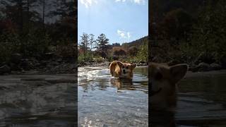 浅瀬を歩くコーギー / A corgi walking in shallow water #コーギー #サクラ #corgi