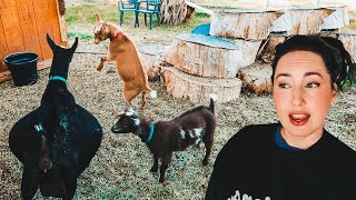 You'd better like kids...you're delivering BABIES any minute! 😅 (miniature goat kidding checklist)