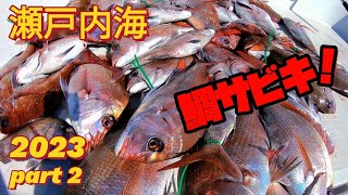 鯛サビキpart 2❗【黒崎観光】2023年2月28日