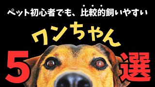 初心者でも、比較的飼いやすい犬ランキング【TOP５】