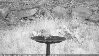 Screech Owl(s) at the Birdbath (7/8/2022)