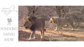 Mohlabetsi male lion coalition