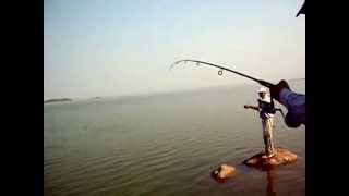 Wolley of Nizam Sagar - Deccan Angler