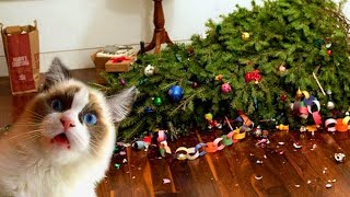 Funny Cats Love Christmas Trees Compilation NEW