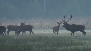 RYKOWISKO - STADNY BYK PRZED WSCHODEM SŁOŃCA