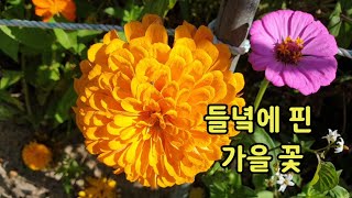 들녘에 핀 가을 💐