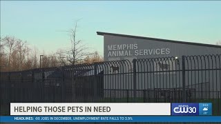 Can you foster or adopt a pet? Memphis Animal Services needs your help