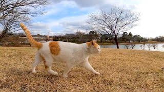 久しぶりに何時もの公園に行ったら猫ちゃんが出てきたので何時もの東屋まで一緒に向かった