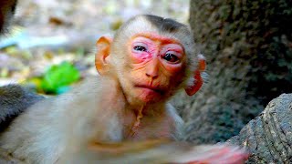 OMG...! Pity poor baby monkey gets stung by a bee, He is very hurt