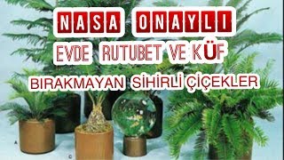 EVDE RUTUBET BIRAKMAYAN NASA ONAYLI  SİHİRLİ ÇİÇEKLER