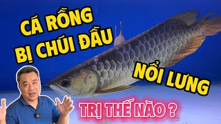 Cá Rồng Bị Chúi Đầu Nổi Lưng | Bệnh Cá Rồng | Chú Đầu Bạc | Cá Rồng