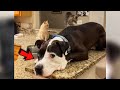 Pit bull from shelter grew up with cats and now thinks he's a cat too