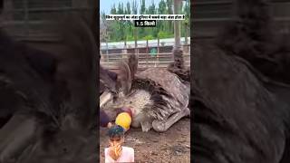 Did You Know Ostrich Farming Is a Growing Business in China? #shorts #OstrichFarming #OstrichEggs