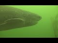 sevengill cowsharks surround divers cape town south africa