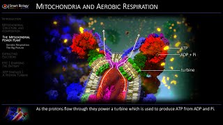 Mitochondria and Aerobic Respiration Animation