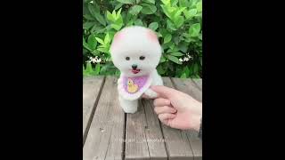 Baby Dogs - Cute and Funny Dog Videos Compilation #3 | Aww Animals #Shorts