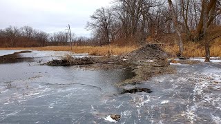 Beaver Trapping 2019 Episode 1