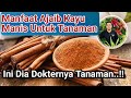 Dokternya Tanaman.! Manfaat Kayu Manis Untuk Tanaman dan Berkebun, Cara Agar tanaman sehat dan Subur