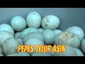 PEPES TELUR ASIN | JEJAK SI GUNDUL (06/08/21)