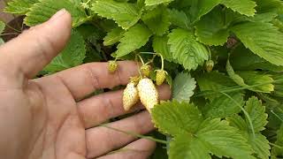 Земляника Альпийская Дикая Ремонтантная Безусая Жёлтое Чудо - Yellow Wonder Wild Strawberry