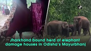 Jharkhand bound herd of elephant damage houses in Odisha’s Mayurbhanj