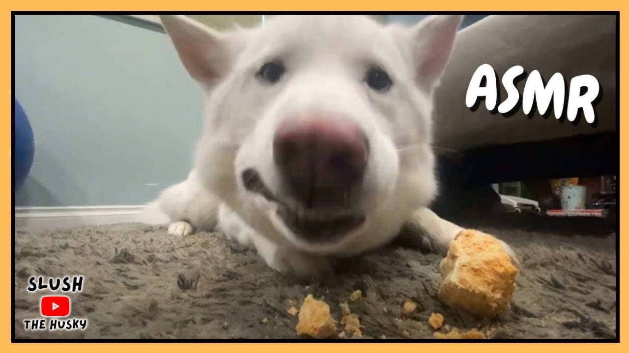 Satisfying Dog Chewing Bone Asmr Youtube