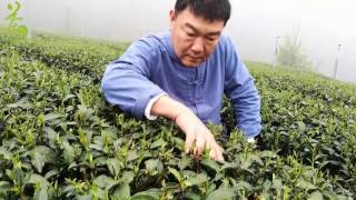 【台灣茶路】大茶農時代~2017許瑞麟春茶預購