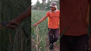 😭 poor Indian farmer 🇮🇳 #shorts #ytshorts #agriculture #farming #kisan #motivation #viral #live