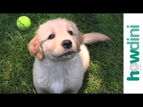 How to choose a puppy that's right for you - How to pick a puppy How to choose a puppy that's right for you - How to pick a puppy