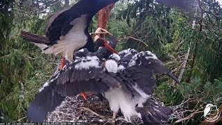 Melnais stārķis~Finally food for the storklets ~2:31pm 2018/07/02