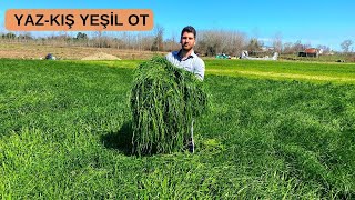 YAZ KIŞ YEŞİL OT KESTİKÇE BÜYÜYEN REYGRAS OTU ...