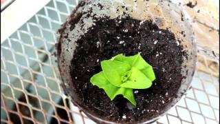 Pinching + Propagating Zinnias from Cuttings Cut Flower Farm Gardening Garden How DIY Homestead