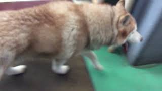 迷い犬　大館市釈迦内付近【解決済　飼い主さんへ引き渡し済】